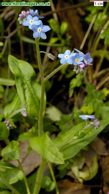 Myosotis sylvatica
