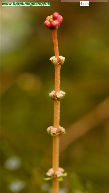 Myriophyllum spicatum