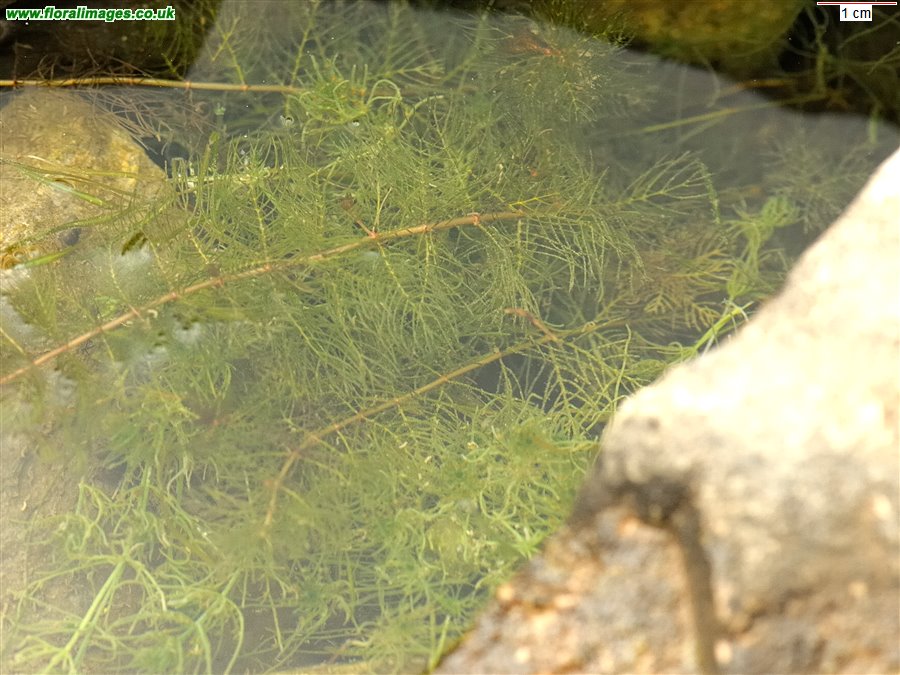 Myriophyllum spicatum