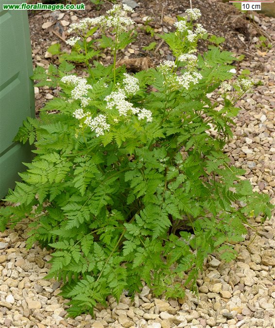 Myrrhis odorata