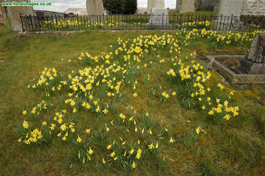 Narcissus pseudonarcissus