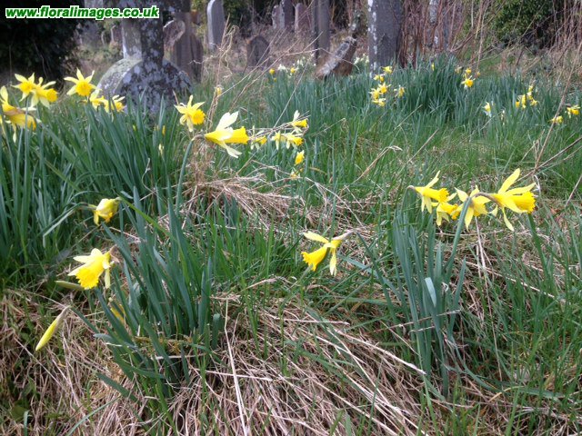 Narcissus pseudonarcissus