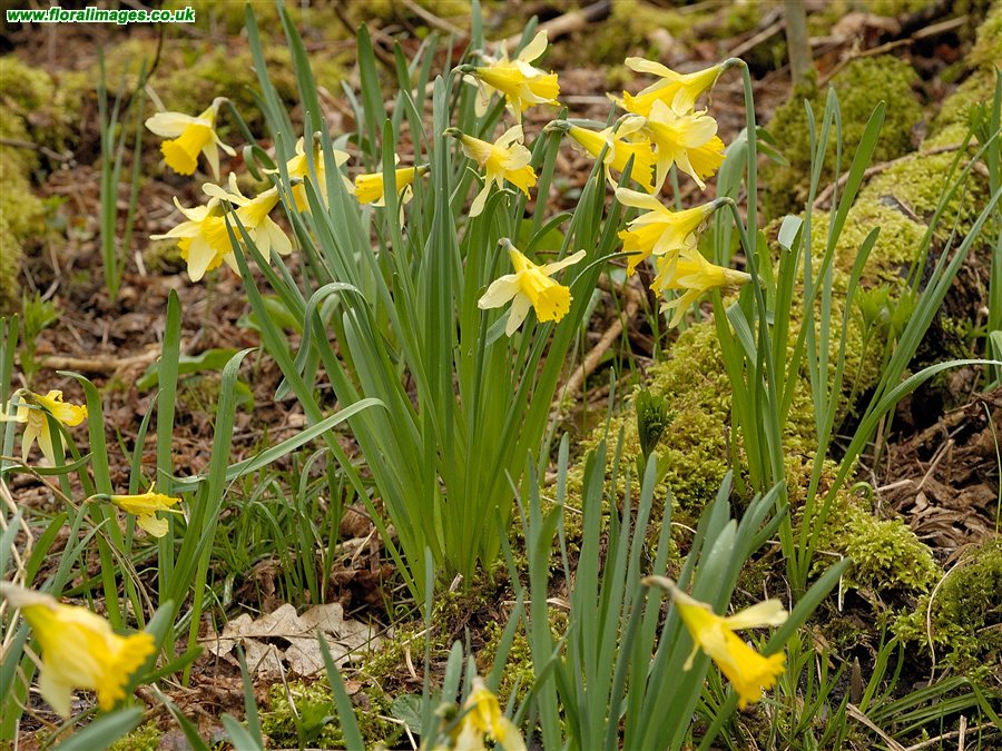 Narcissus pseudonarcissus