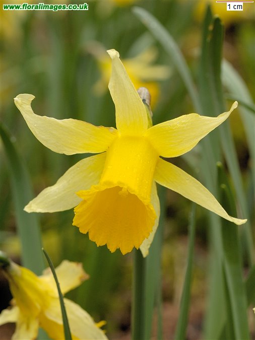 Narcissus pseudonarcissus