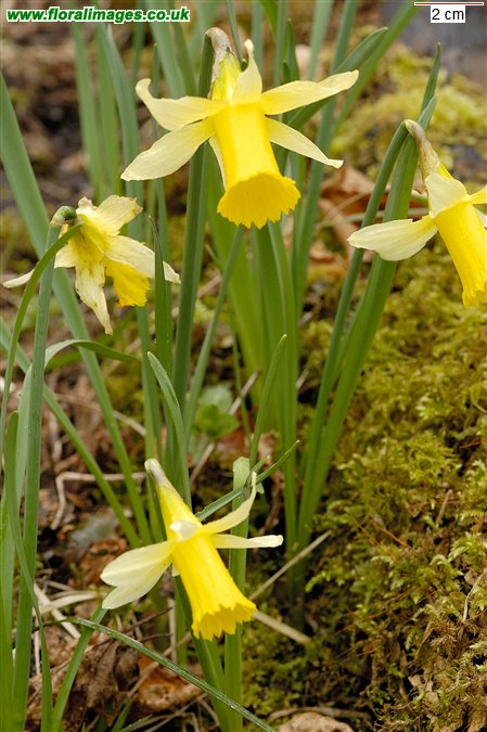 Narcissus pseudonarcissus