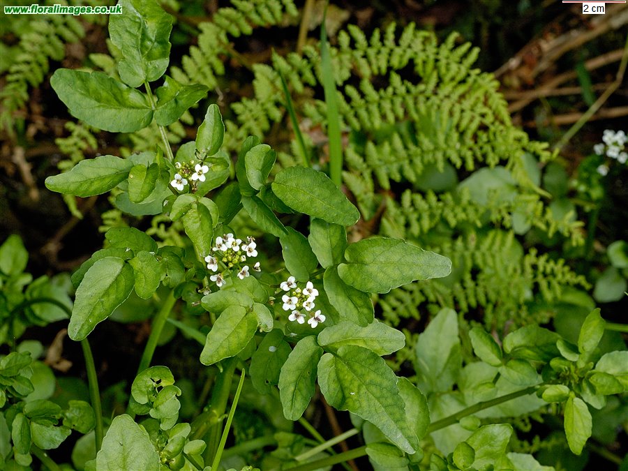 Nasturtium officinale
