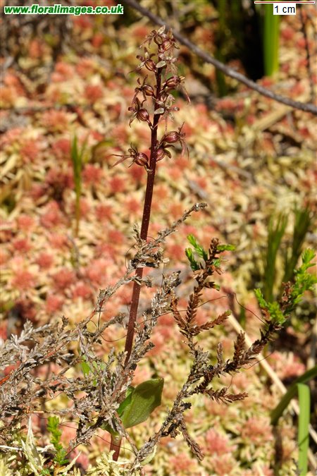 Neottia cordata