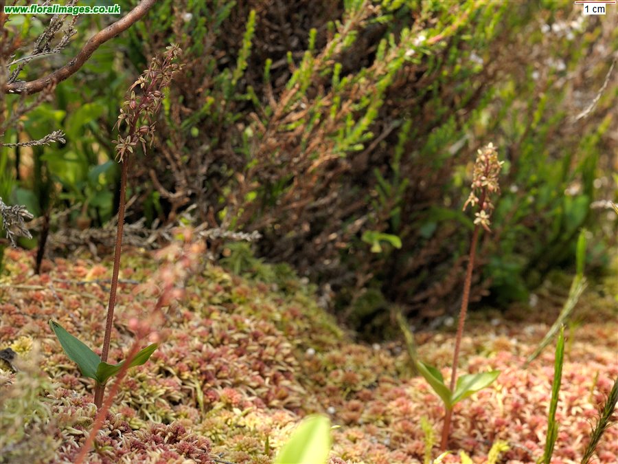 Neottia cordata