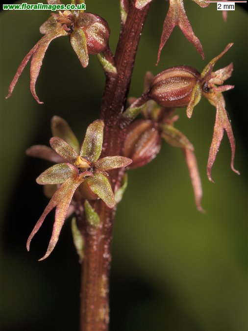 Neottia cordata
