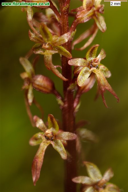 Neottia cordata