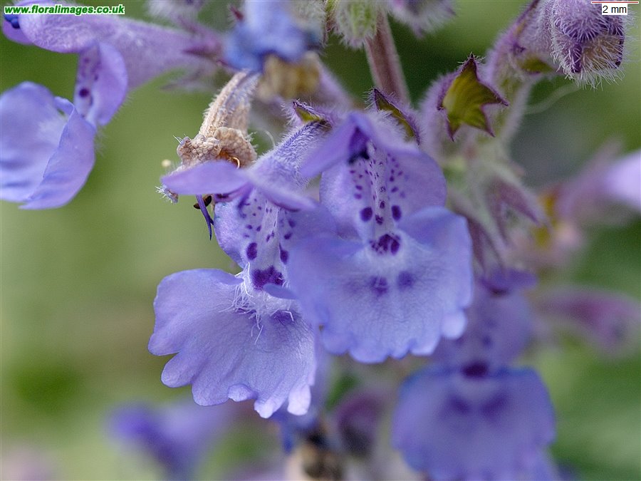 Nepeta x faassenii