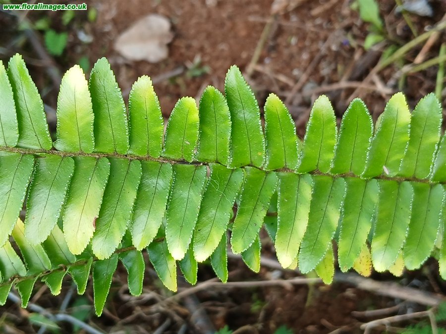 Nephrolepis brownii