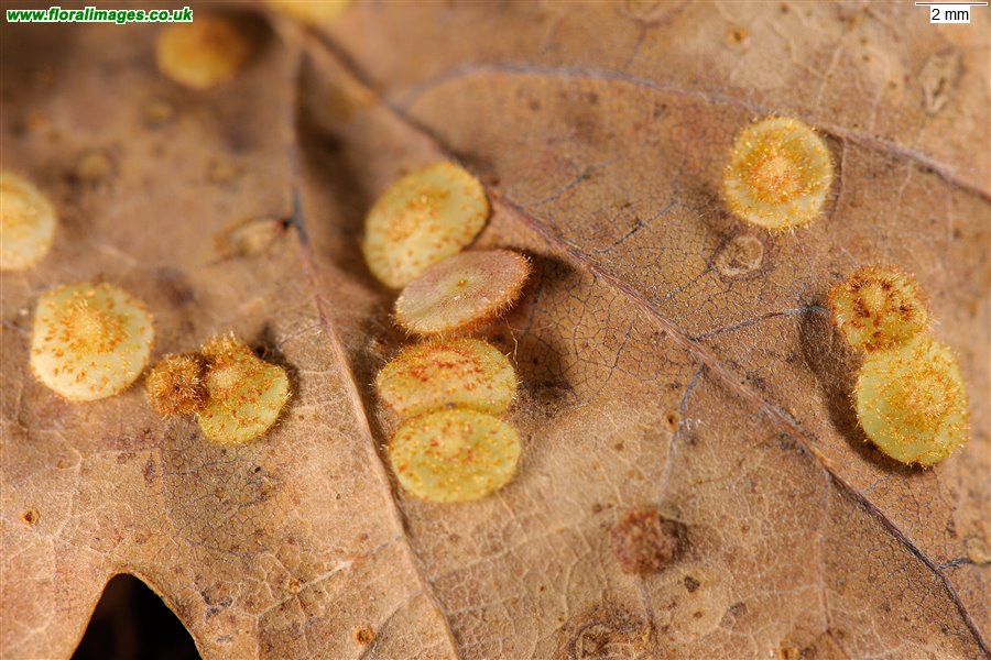 Neuroterus quercusbaccarum