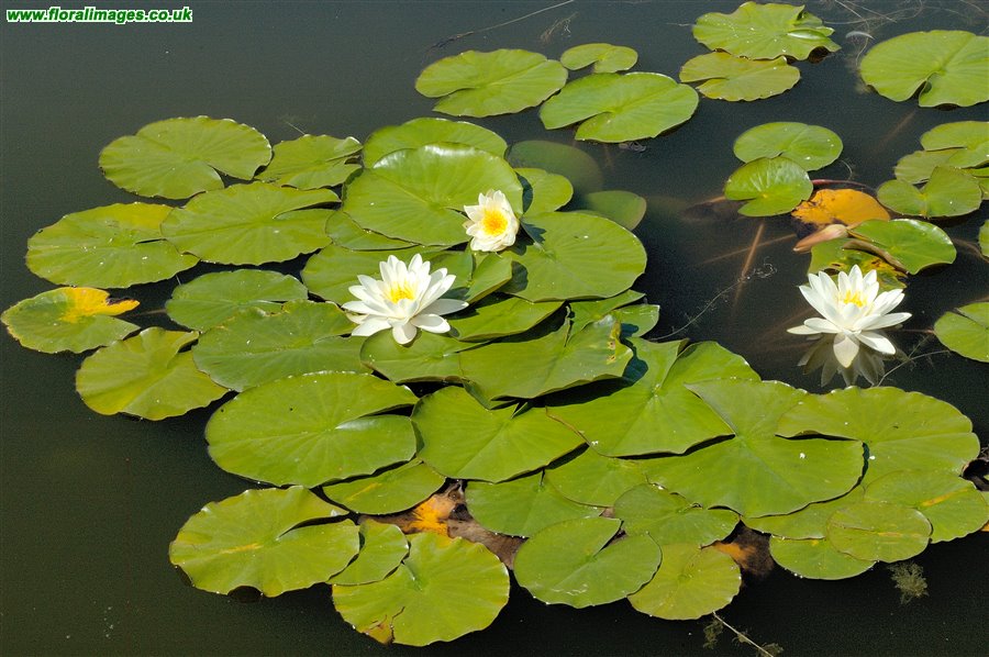 Nymphaea alba