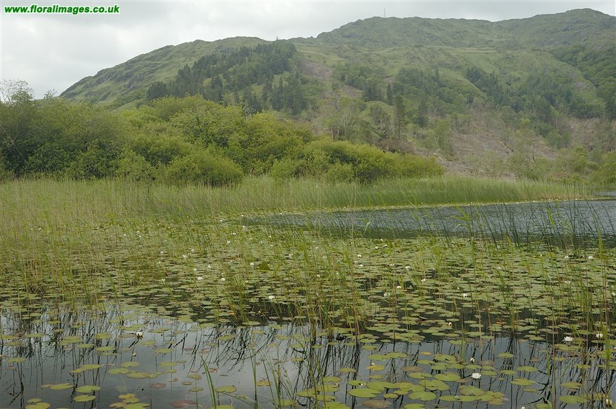 Nymphaea alba