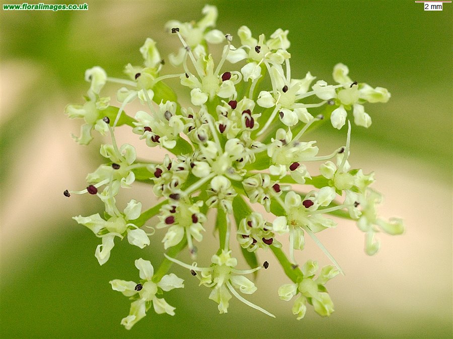 Oenanthe crocata