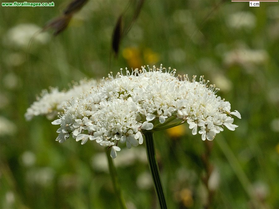 Oenanthe pimpinelloides
