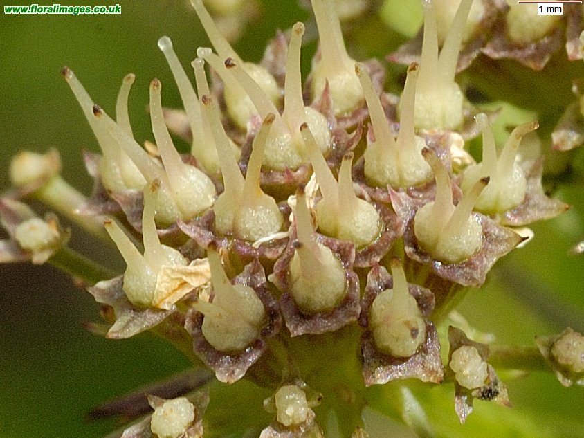 Oenanthe pimpinelloides