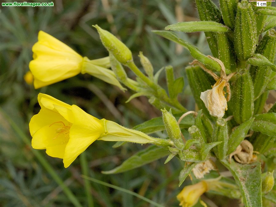 Oenothera biennis