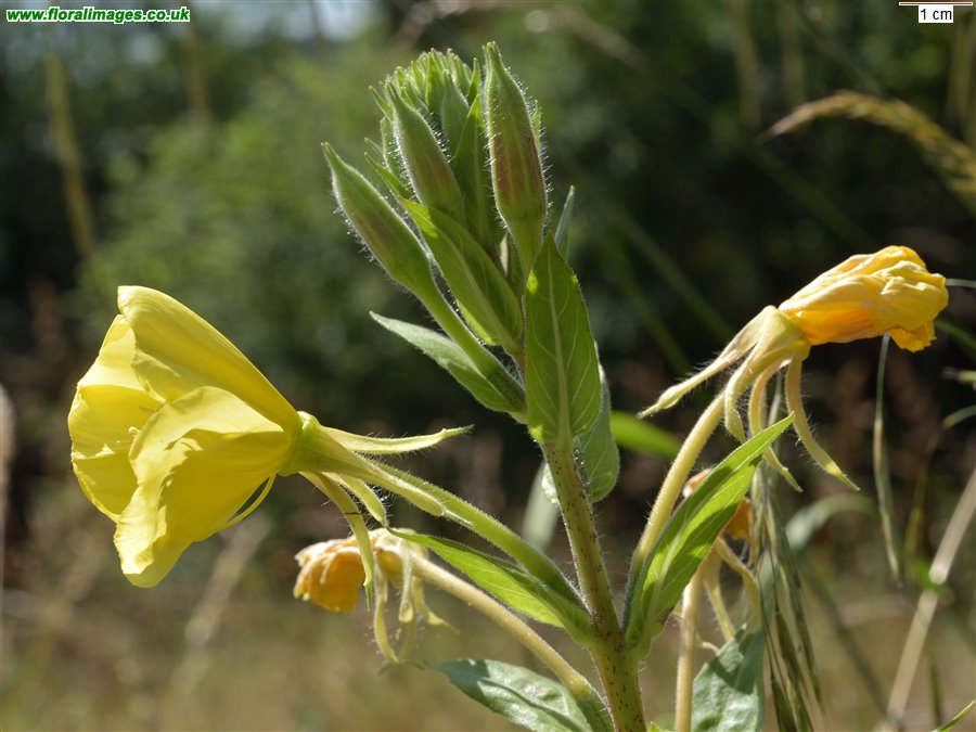 Oenothera biennis
