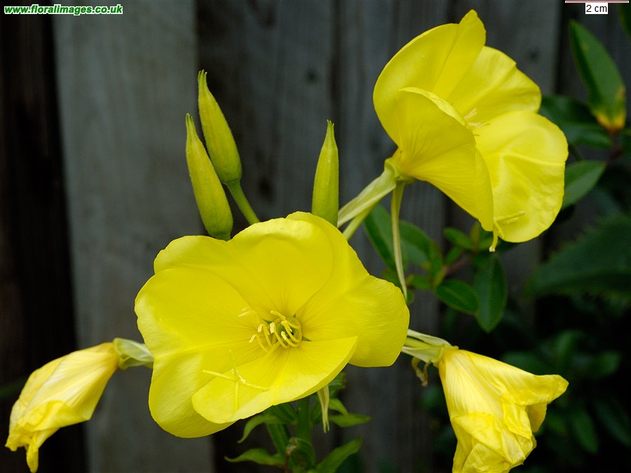 Oenothera glazioviana