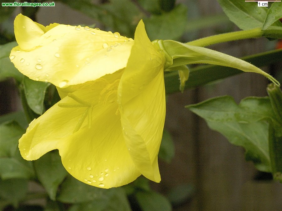Oenothera glazioviana