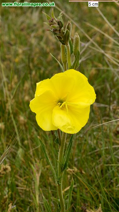 Oenothera stricta