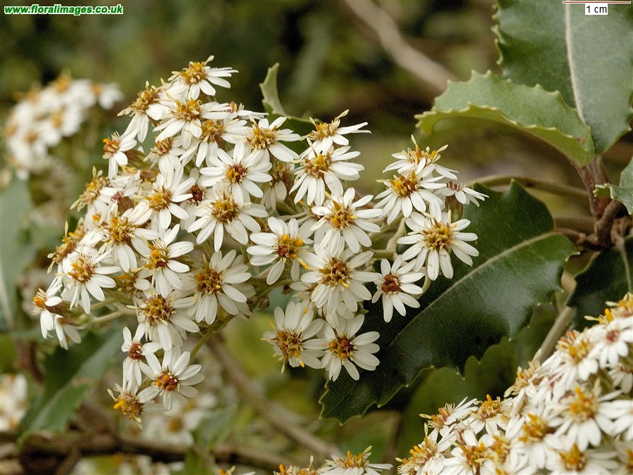 Olearia macrodonta