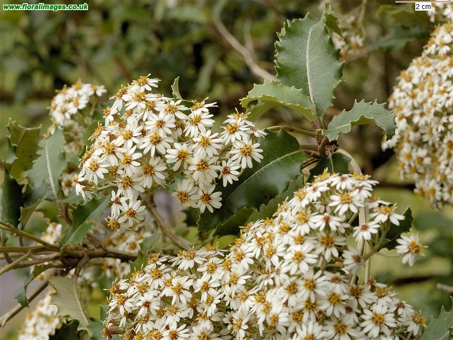 Olearia macrodonta