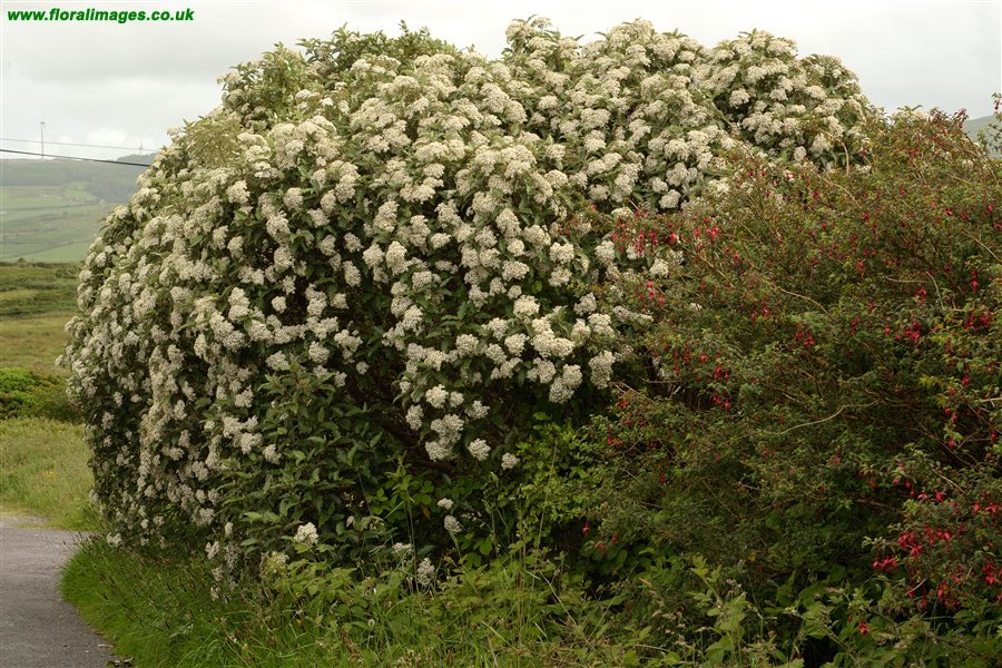 Olearia macrodonta