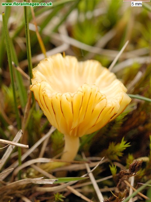 Omphalina ericetorum