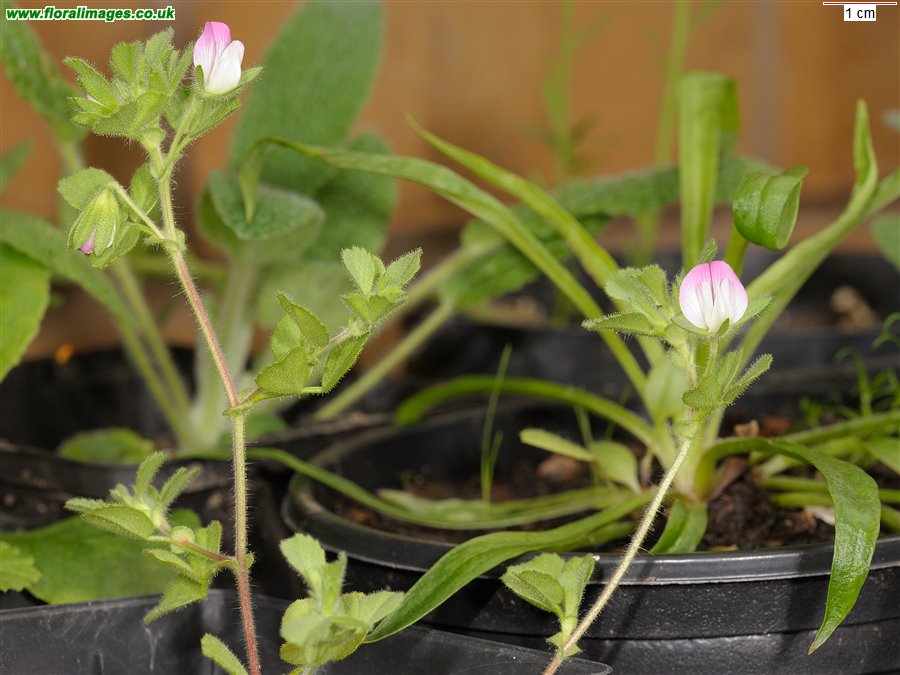 Ononis reclinata
