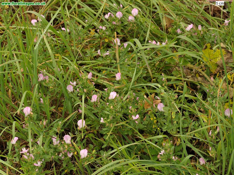 Ononis repens