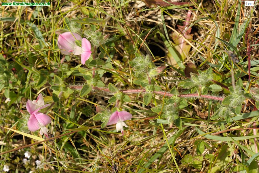 Ononis repens