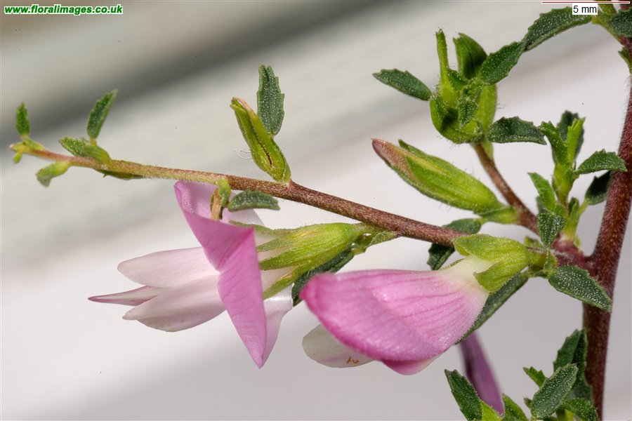 Ononis spinosa