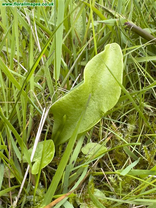 Ophioglossum vulgatum