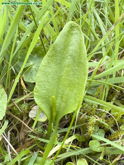 Ophioglossum vulgatum