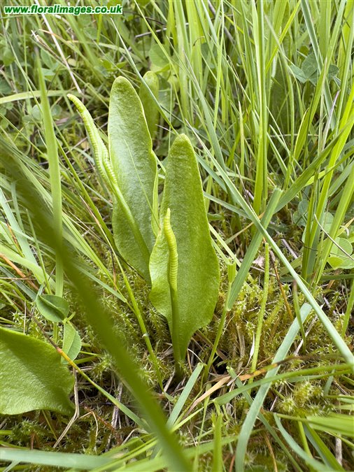 Ophioglossum vulgatum