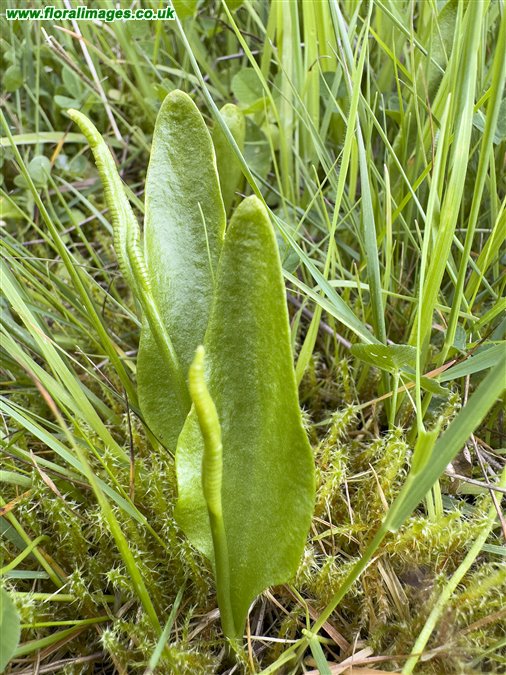 Ophioglossum vulgatum