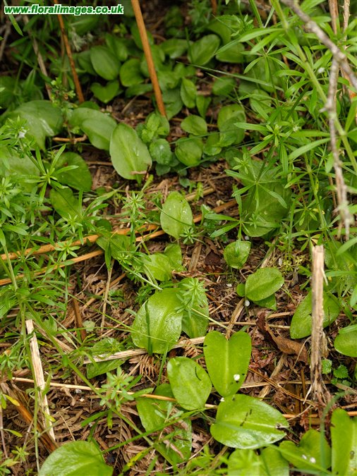 Ophioglossum vulgatum