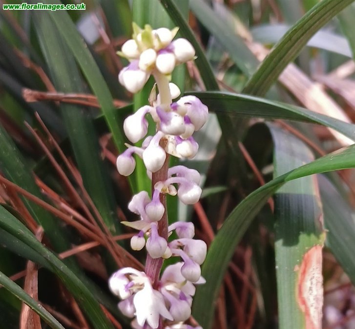 Ophiopogon jaburan