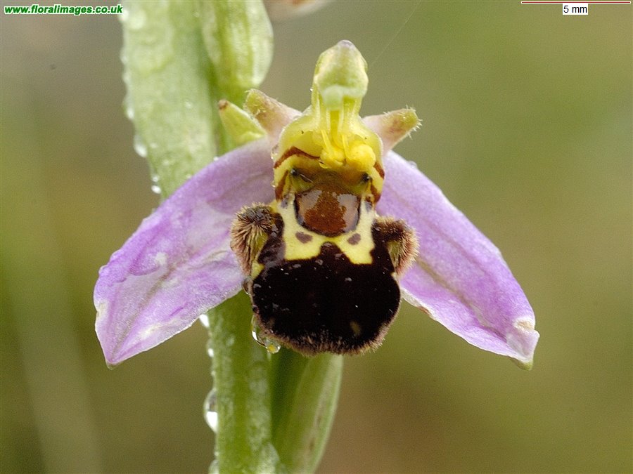 Ophrys apifera
