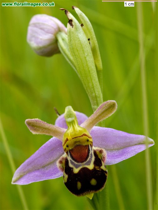 Ophrys apifera