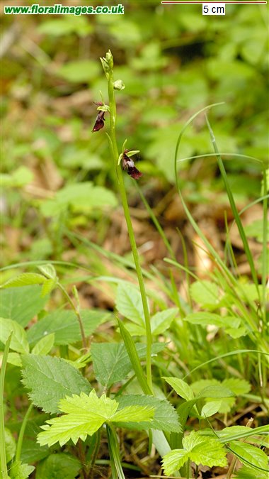 Ophrys insectifera