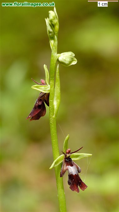 Ophrys insectifera