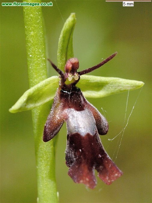 Ophrys insectifera