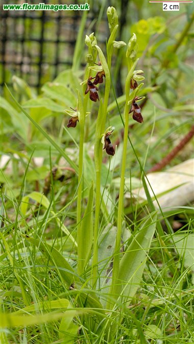 Ophrys insectifera