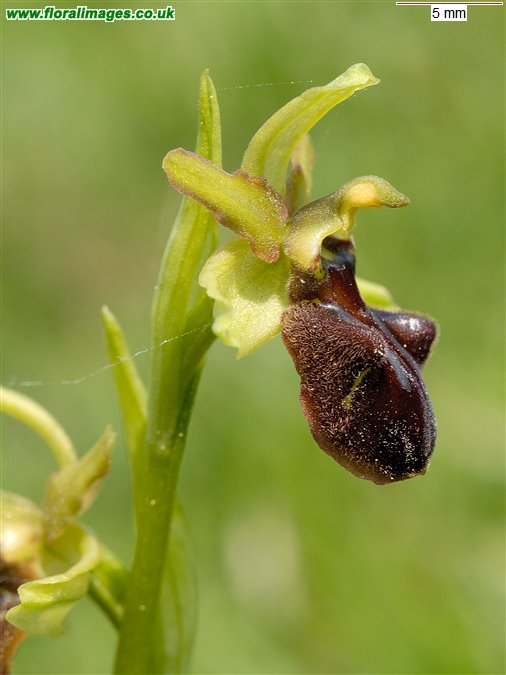 Ophrys sphegodes