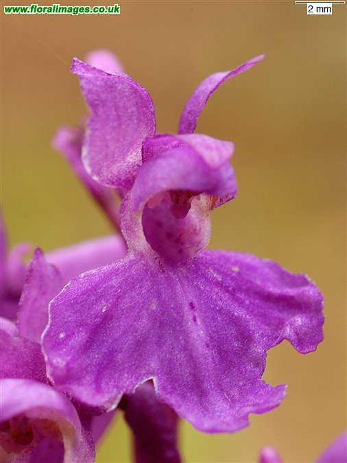 Orchis mascula
