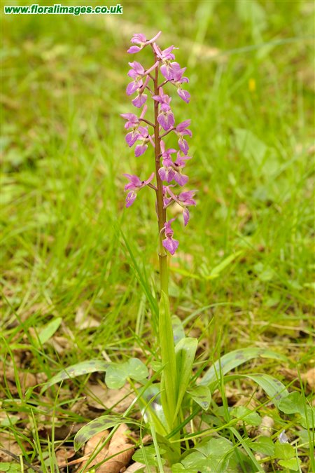 Orchis mascula